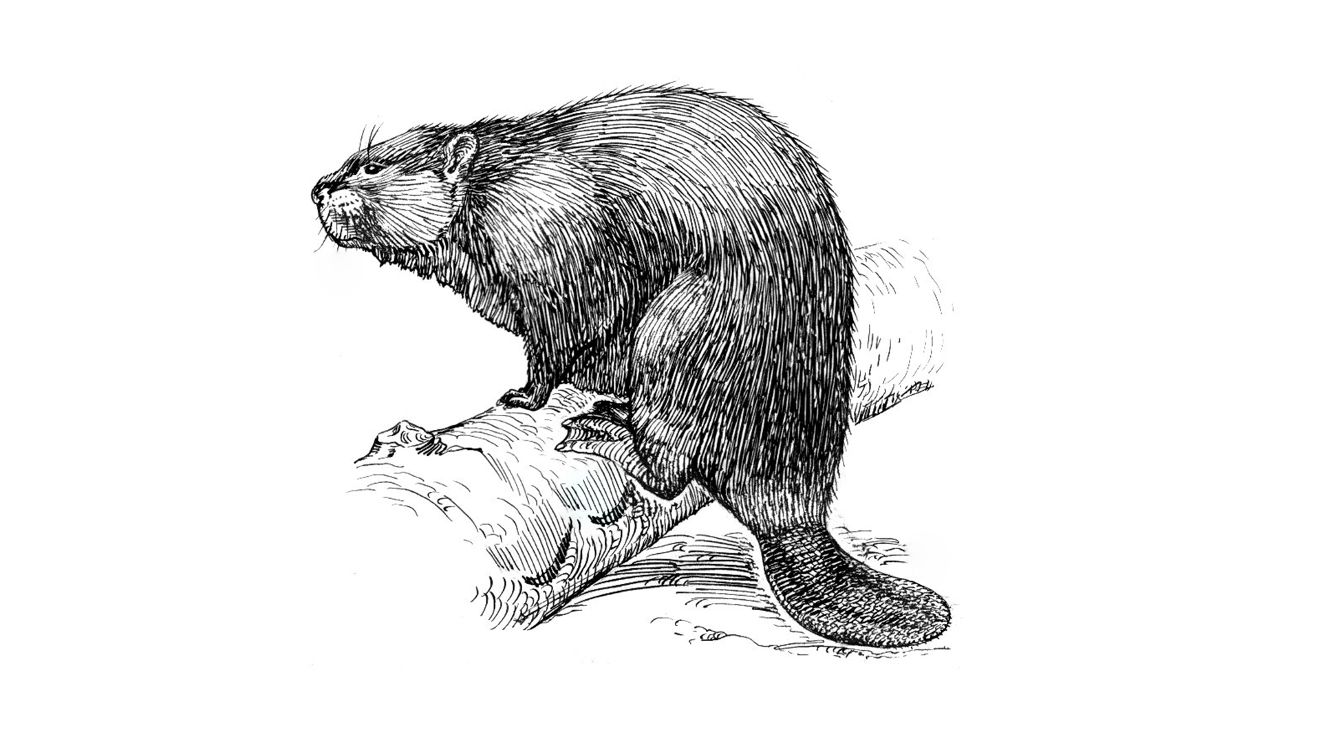 Biberzeichnung mit markierten Bereichen für Zähne, Pfoten und Kelle